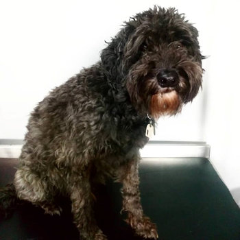 Mixed Breed 