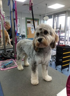 Terrier cross poodle After